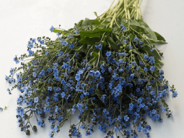 Blue Buds