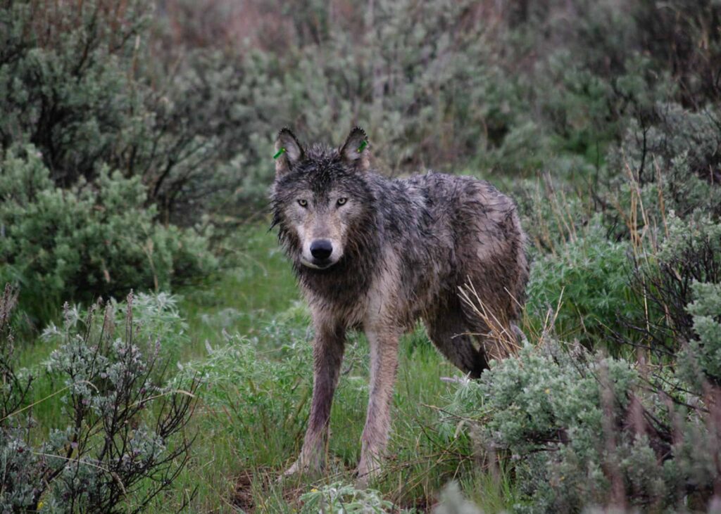 10 Key Takeaways From Gunnison’s Wolf Reintroduction Meeting With ...